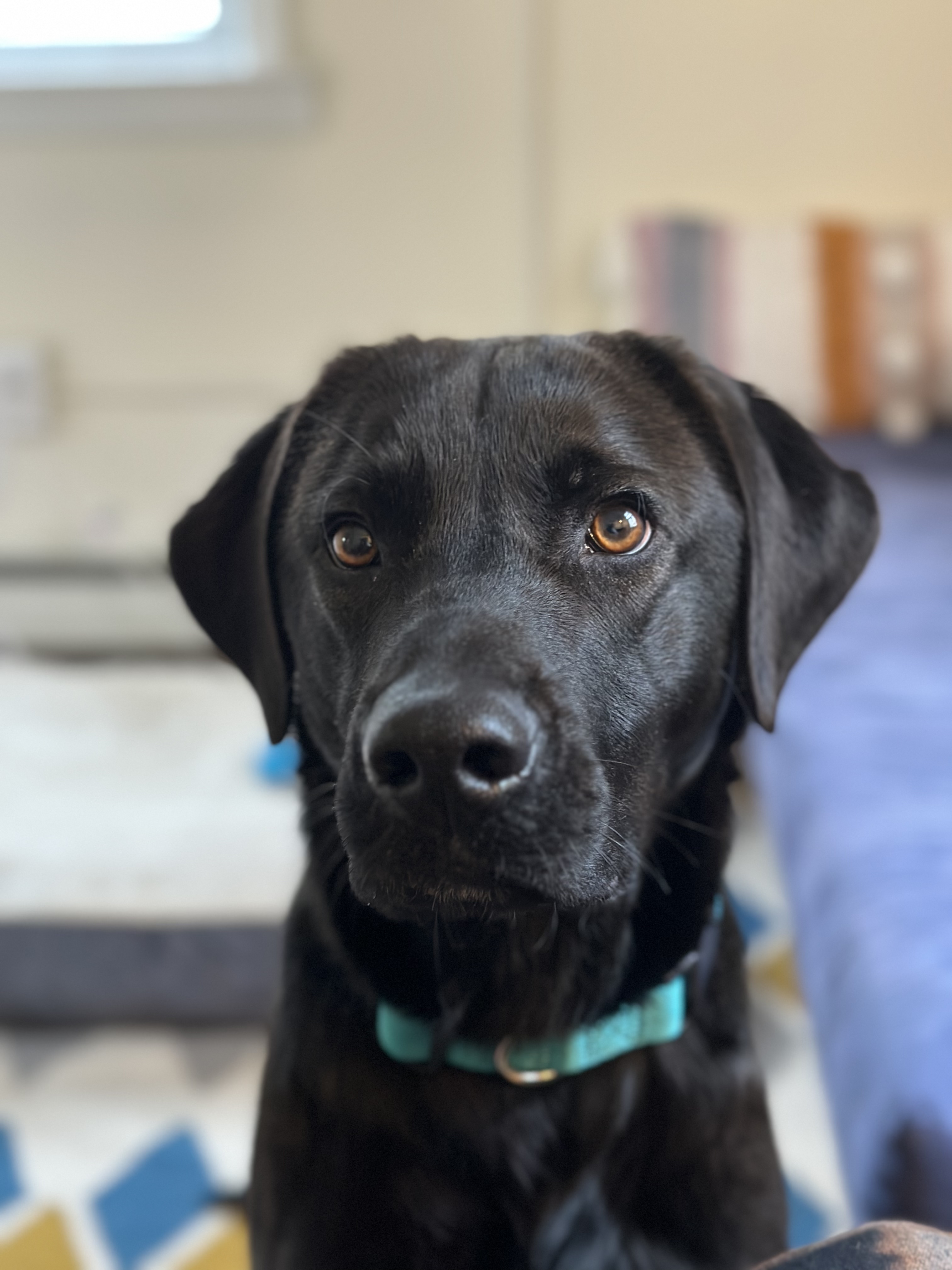 member portrait